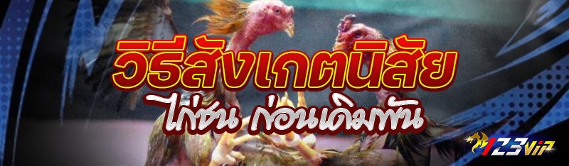 วิธีสังเกตนิสัยไก่ชน ก่อนเดิมพัน